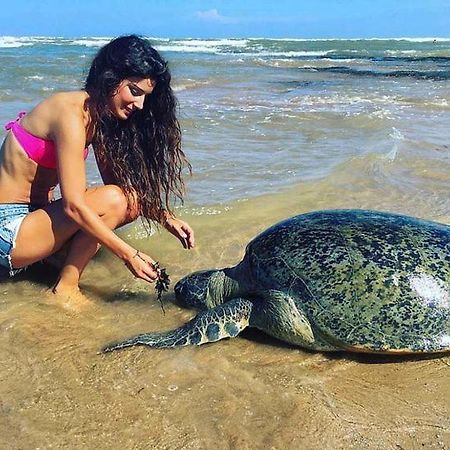 ホテル Turtle Bay ヒッカドゥワ エクステリア 写真