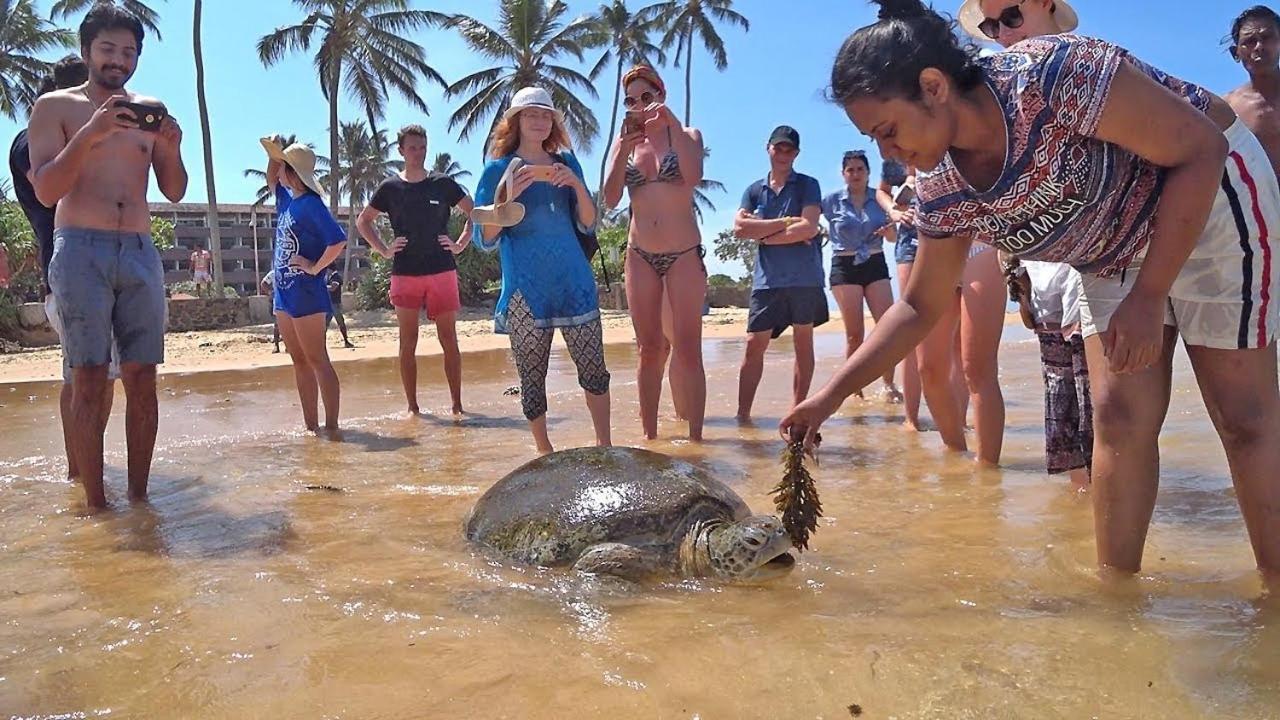 ホテル Turtle Bay ヒッカドゥワ エクステリア 写真